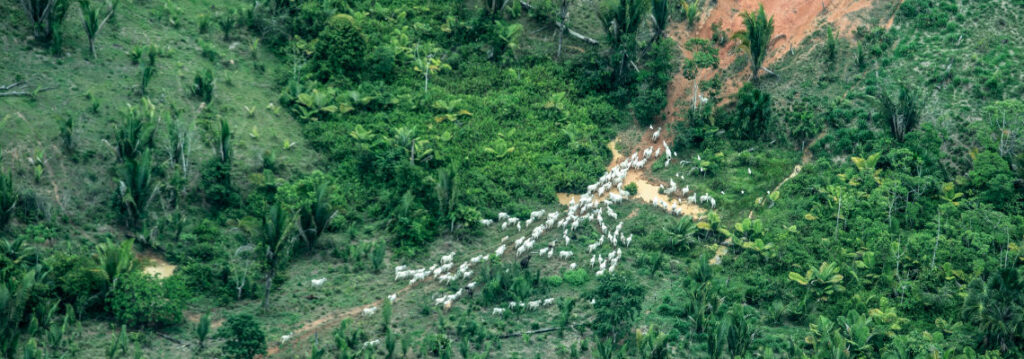 Sobrevôo sobre a Terra Indígena Piripikura, que sofre invasão ilegal de grileiros, madeireiros e criadores de gado, Juína, MT - Foto: Rogério Assis/ISA