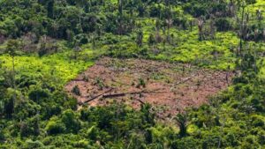 Foto aérea mostrando clareira na floresta onde houve desmatamento ilegal.