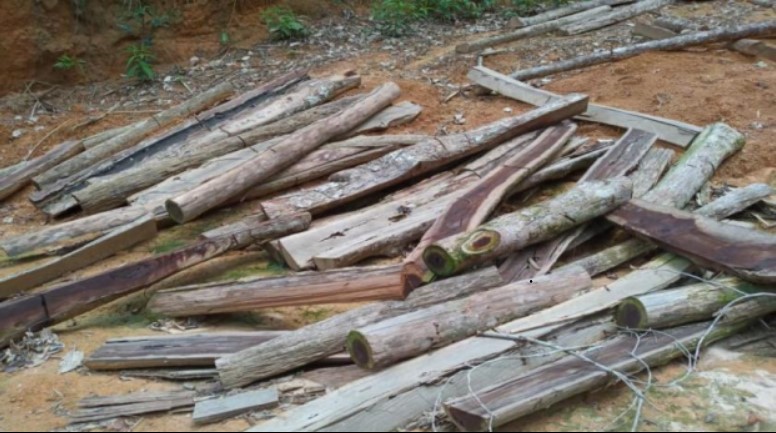 Tábuas e estacas de madeira serrada sobre o solo da terra indígena Karipuna.