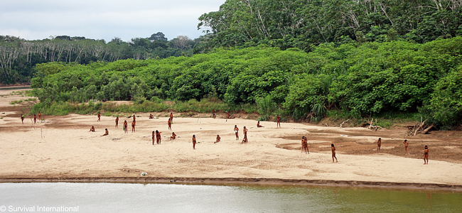 Grupo de Mashco Piro em avistamento recente na fronteira entre Peru e Brasil. Foto: Survival