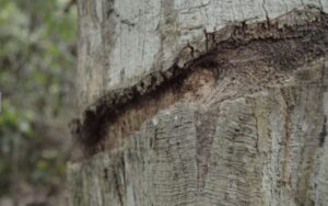As marcas deixadas na floresta com que o indígena de Tanaru compartilhou sua existência. Foto: Still do Filme Tanaru.