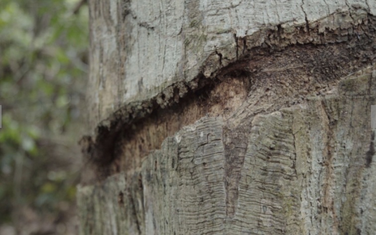 As marcas deixadas na floresta com que o indígena de Tanaru compartilhou sua existência. Foto: Still do Filme Tanaru.